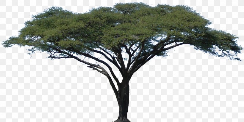 Acacia African Trees Clip Art, PNG, 1472x741px, Acacia, African Trees, Baobab, Branch, Jacaranda Download Free
