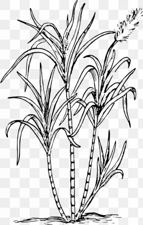 Sugarcane - Candy Cane Sugarcane Clip Art PNG