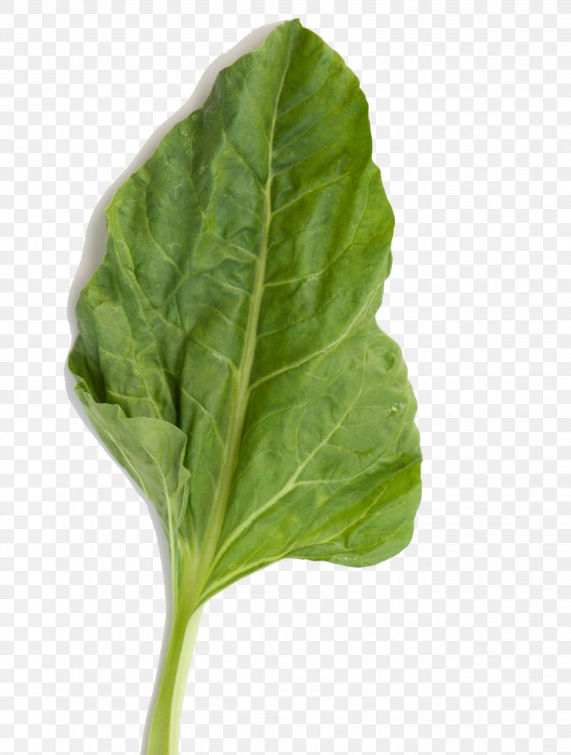 Chard Spinach Leaf Vegetable Capitata Group, PNG, 2832x3747px, Chard, Basil, Bok Choy, Capitata Group, Choy Sum Download Free