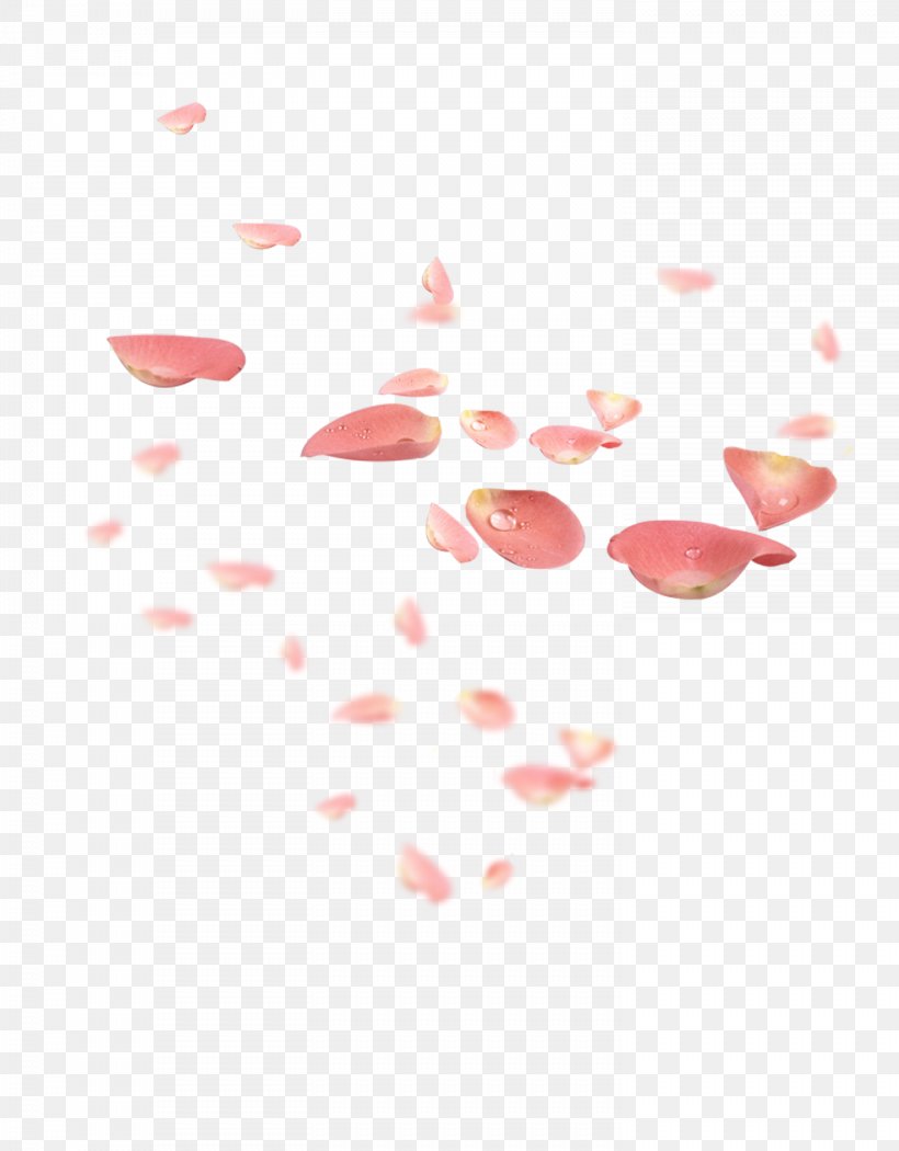 Petal Pink Flower Red, PNG, 1476x1890px, Petal, Auglis, Beach Rose, Color, Drop Download Free