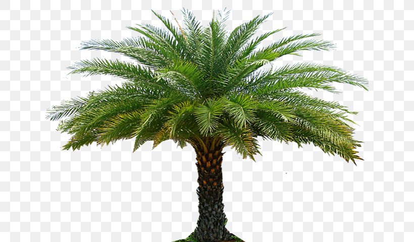 Babassu Roof Garden Landscape Architecture Palm Trees, PNG, 640x480px, Babassu, Architecture, Arecales, Attalea Speciosa, Bonsai Download Free