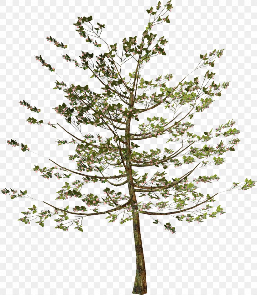 Larch Twig Plant Stem Leaf Pine, PNG, 1193x1370px, Larch, Branch, Conifer, Flowering Plant, Leaf Download Free