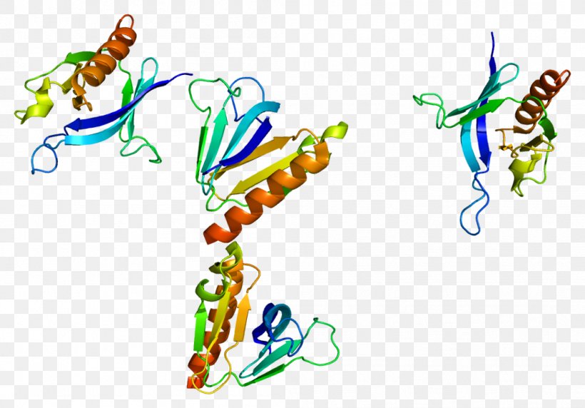 SKAP1 Lymphocyte Cytosolic Protein 2 FYB FYN, PNG, 1052x735px, Protein, Art, Fyb, Fyn, Gene Download Free