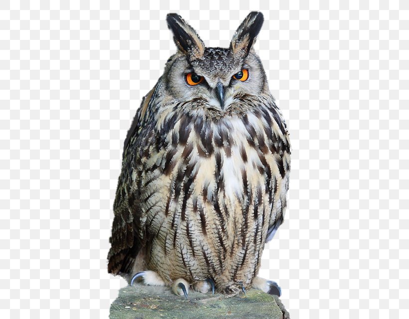 Eurasian Eagle-owl Tawny Owl Clip Art, PNG, 480x640px, Eurasian Eagleowl, Beak, Bird, Bird Of Prey, Elf Owl Download Free