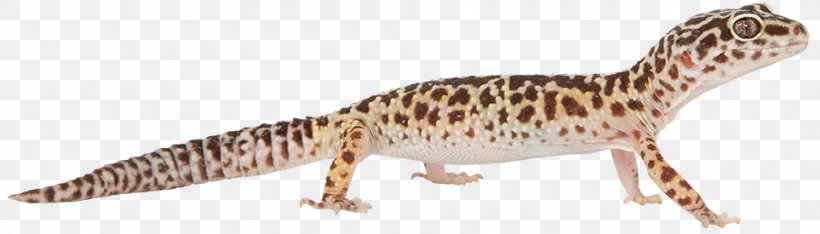 Gecko Fauna Terrestrial Animal Wildlife, PNG, 963x275px, Gecko, Animal, Animal Figure, Fauna, Lizard Download Free