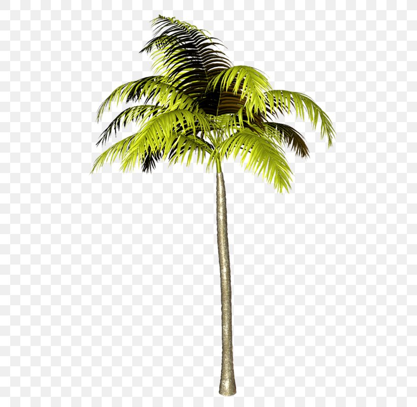 Asian Palmyra Palm Clip Art Palm Trees Babassu, PNG, 534x800px, Asian Palmyra Palm, Arecales, Attalea Speciosa, Babassu, Borassus Download Free