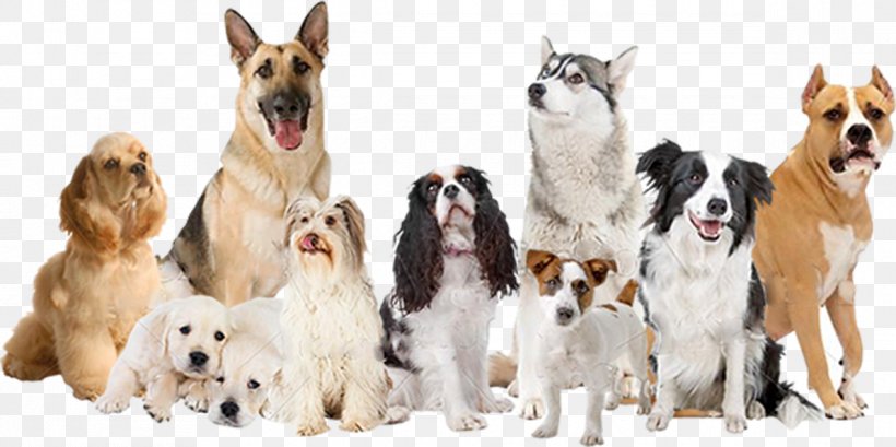 Cat Labrador Retriever Veterinarian Pet Breed, PNG, 1190x594px, Cat, Animal, Animal Shelter, Breed, Carnivoran Download Free