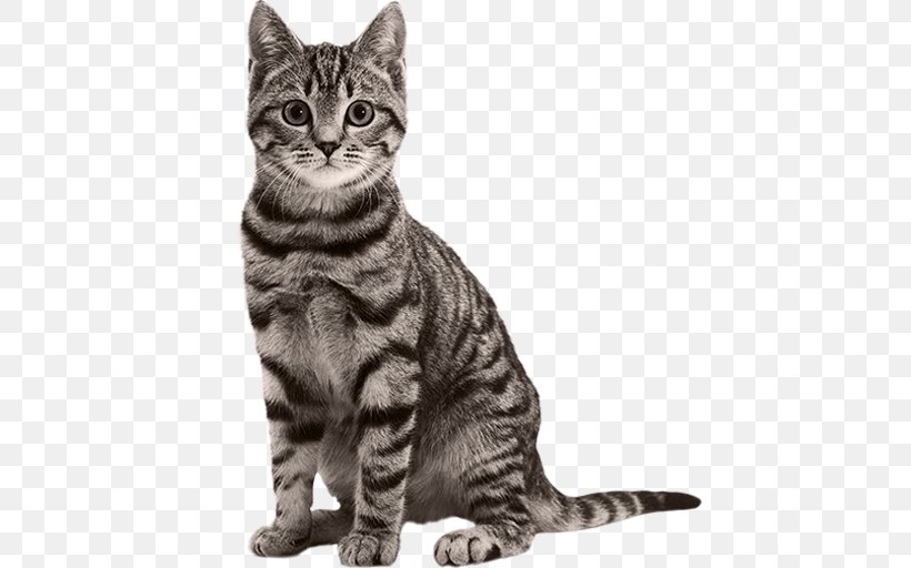 Cat Litter Trays Dog Kitten Veterinarian, PNG, 512x512px, Cat, American Shorthair, American Wirehair, Asian, Australian Mist Download Free