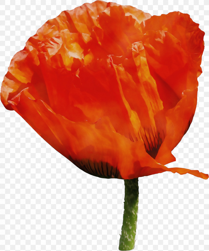 Orange, PNG, 1803x2165px, Watercolor, Coquelicot, Corn Poppy, Flower, Leaf Download Free