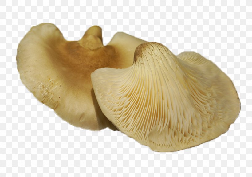 Pleurotus Eryngii Oyster Mushroom Edible Mushroom Fungiculture, PNG, 1000x700px, Pleurotus Eryngii, Abalone, Canning, Edible Mushroom, Fungiculture Download Free