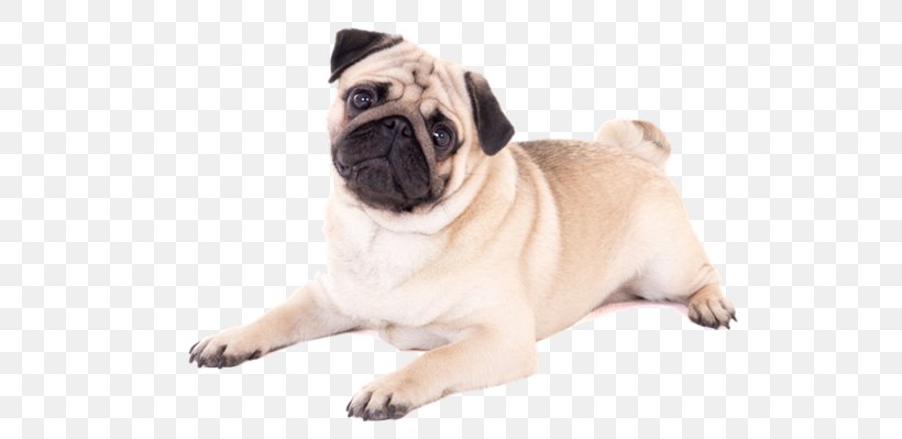 Pug Puppy Boxer Pet Sitting, PNG, 599x399px, Pug, Boxer, Carnivoran, Companion Dog, Dog Download Free
