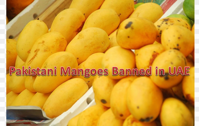 Sindhri Mango Karachi Fruit Federation Of Pakistan Chambers Of Commerce & Industry, PNG, 1586x1005px, Sindhri, Banana, Banana Family, Business, Crop Download Free