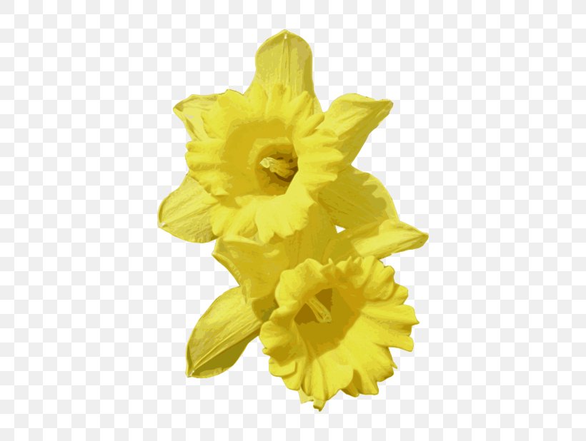 Daffodil Clip Art, PNG, 800x618px, Daffodil, Blog, Cut Flowers, Description, Drawing Download Free