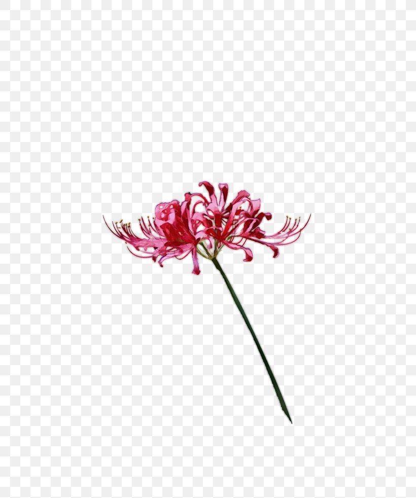 Flower Flowering Plant Plant Pink Amaryllis Family, PNG, 658x982px, Watercolor, Amaryllis Family, Flower, Flowering Plant, Paint Download Free
