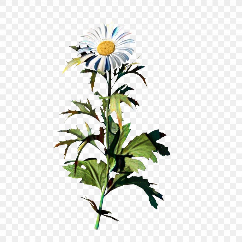 Oxeye Daisy Common Daisy Chamomile Plants Chrysanthemum, PNG, 3000x3000px, Oxeye Daisy, Argyranthemum, Aster, Barberton Daisy, Botany Download Free