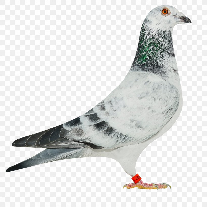 Polish Association Of Racing Pigeon Breeders Information Columbinae PIGEBOOK Domestic Pigeon, PNG, 1200x1200px, Information, Auction, Beak, Bird, Columbinae Download Free