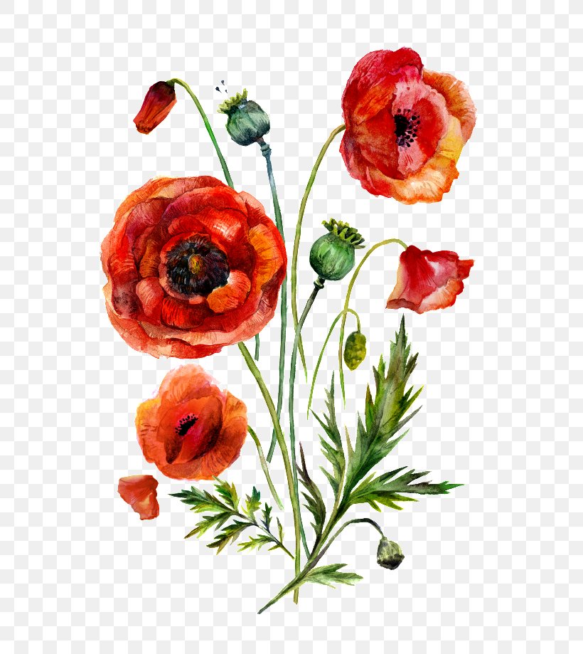 Poppy Clip Art Illustration Stock.xchng, PNG, 650x919px, Poppy, Common Poppy, Coquelicot, Cut Flowers, Drawing Download Free