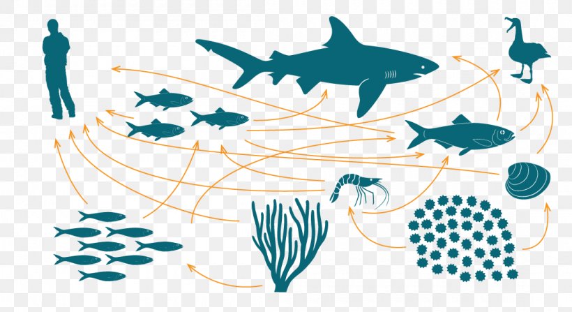 Food Chain Food Web Marine Ecosystem Bioaccumulation, PNG, 1100x600px, Food Chain, Animal, Aquatic Animal, Art, Bioaccumulation Download Free
