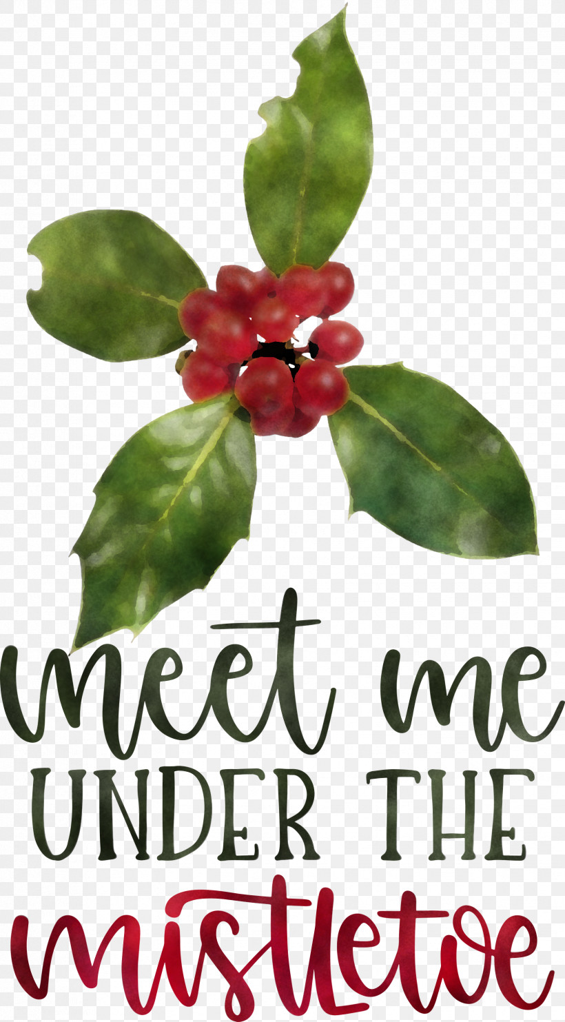 Meet Me Under The Mistletoe Mistletoe, PNG, 1658x2999px, Mistletoe, Aquifoliales, Barry M, Biology, Flower Download Free