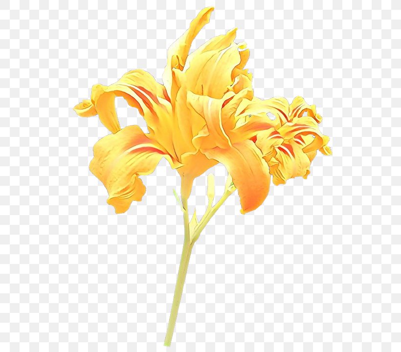 Orange, PNG, 562x720px, Cartoon, Cut Flowers, Daylily, Flower, Flowering Plant Download Free