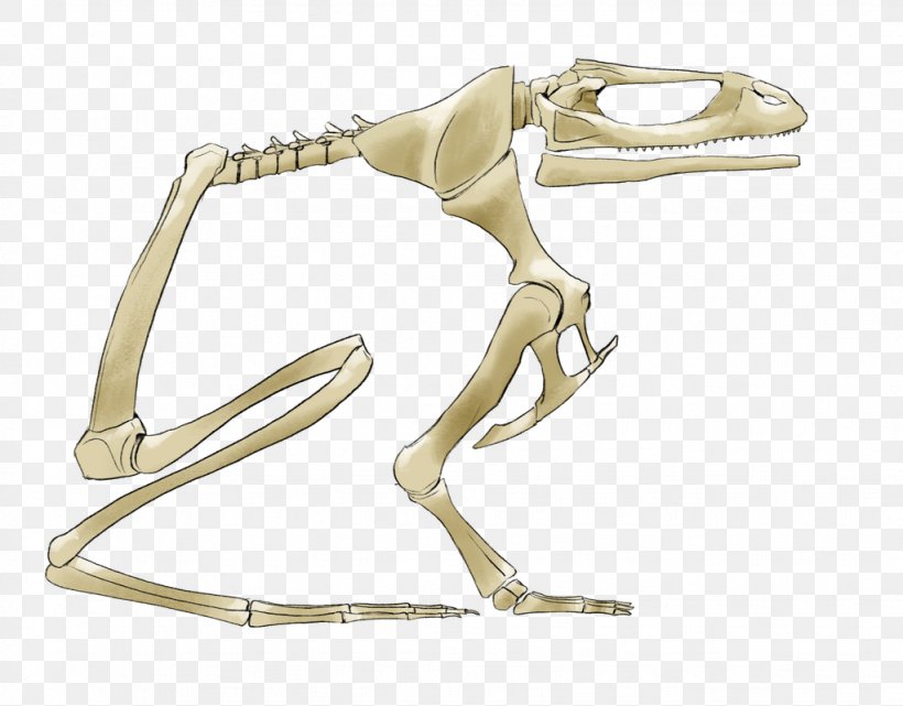 Product Design Finger Skeleton, PNG, 1023x800px, Finger, Arm, Hand, Jaw, Joint Download Free