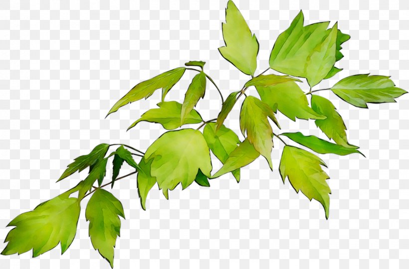 Twig Plant Stem Leaf Plants, PNG, 1611x1061px, Twig, Branch, Flower, Flowering Plant, Houseplant Download Free