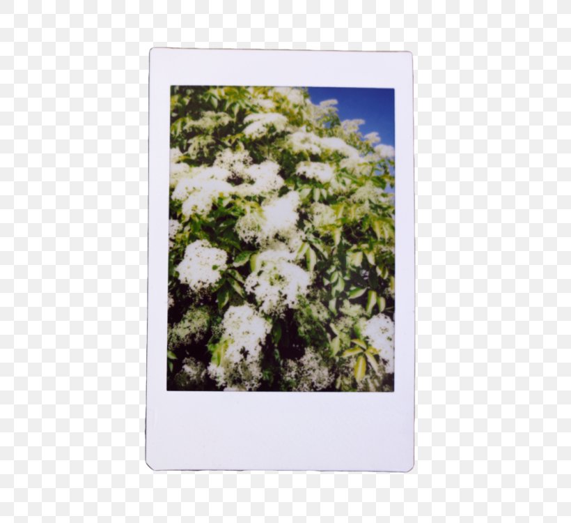 Wildflower Shrub Sky Plc, PNG, 483x750px, Wildflower, Branch, Flora, Flower, Grass Download Free