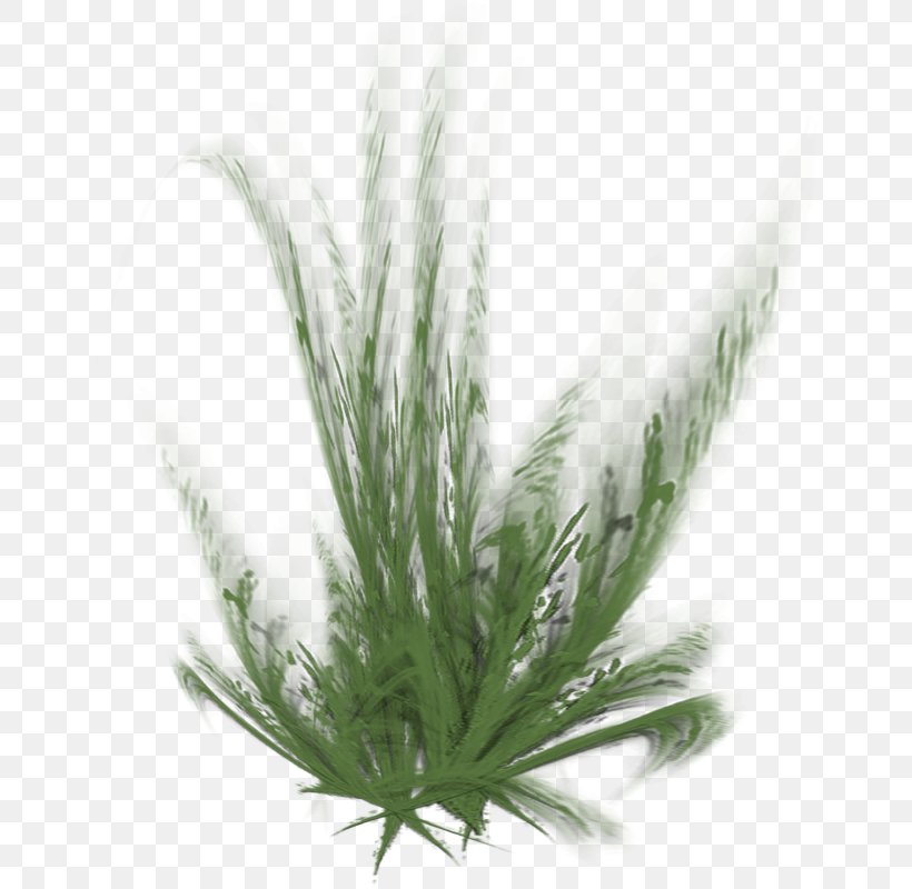 Grasses Herbaceous Plant Painting Ryegrass, PNG, 655x800px, Grasses, Grass, Grass Family, Herbaceous Plant, Painting Download Free