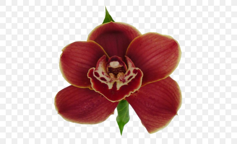 Moth Orchids Magenta Herbaceous Plant, PNG, 500x500px, Moth Orchids, Flower, Flowering Plant, Herbaceous Plant, Magenta Download Free