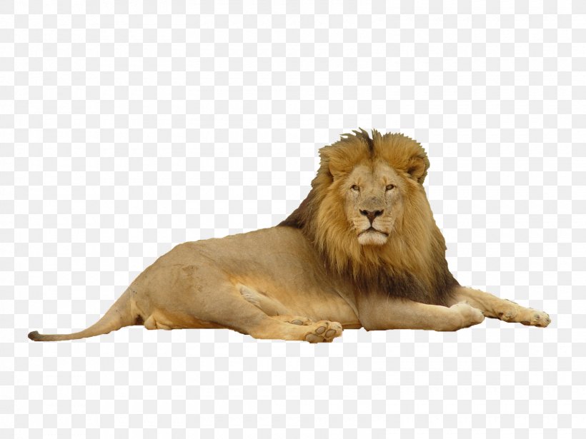 Lion Felidae Big Cat, PNG, 1600x1200px, Lion, Big Cat, Big Cats, Carnivoran, Cat Like Mammal Download Free