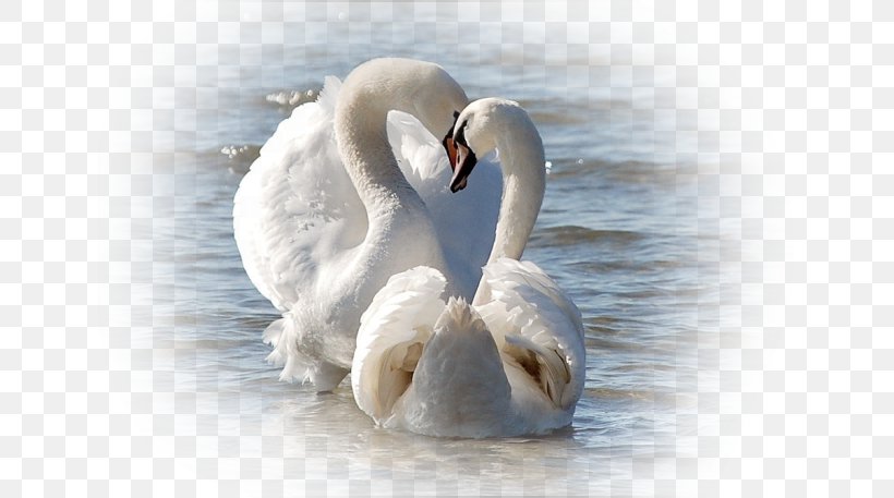 Love Happiness Fidelity Friendship JW MEMORY, PNG, 640x457px, Love, Beak, Bird, Destiny, Ducks Geese And Swans Download Free
