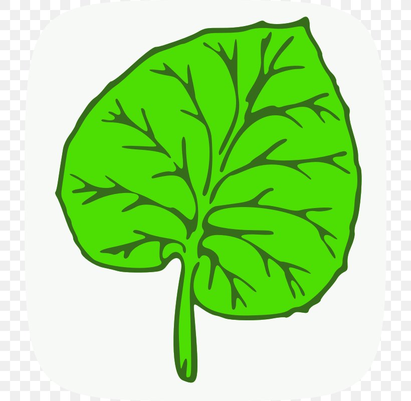 Maple Leaf Green Clip Art, PNG, 800x800px, Leaf, Autumn Leaf Color, Drawing, Fig Leaf, Grass Download Free