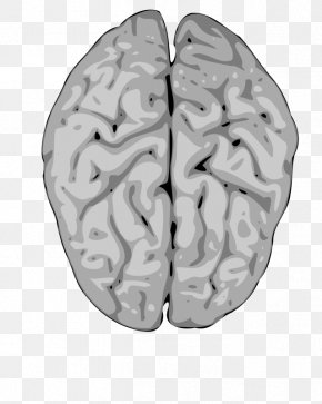 Brain - Clip Art Human Brain Vector Graphics Nervous System PNG