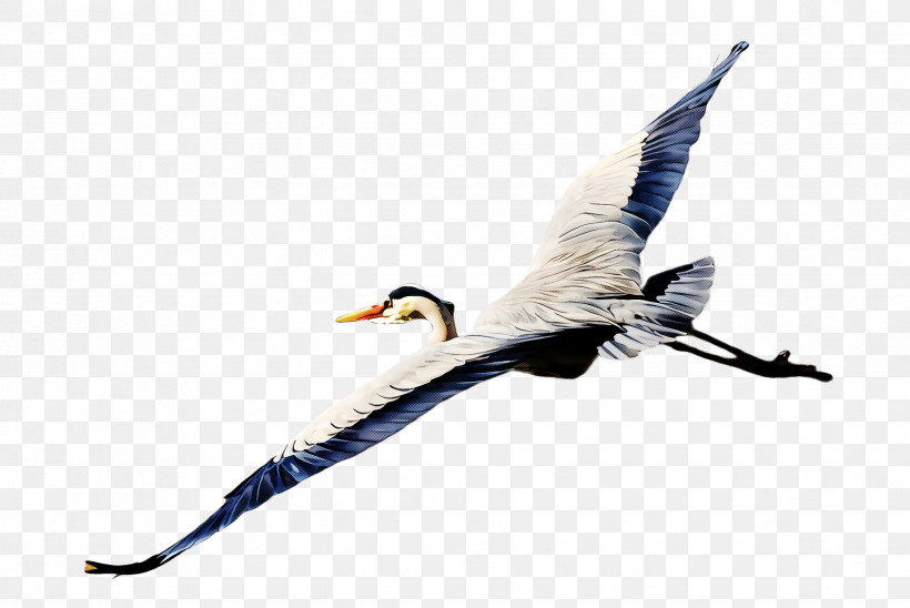 Feather, PNG, 2448x1636px, Bird, Beak, Feather, Seabird, Swan Download Free