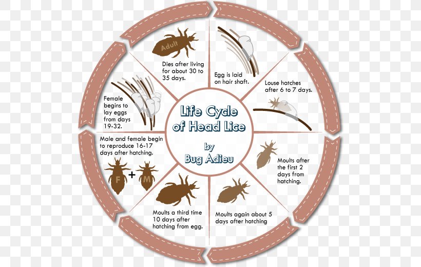 Head Louse Head Lice Infestation Scalp Insect, PNG, 520x520px, Louse, Biological Life Cycle, Child, Comb, Hair Download Free