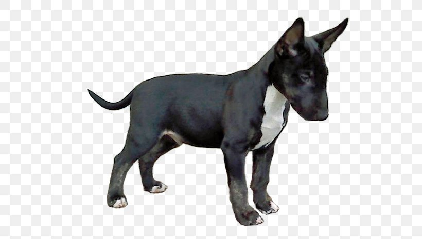 Old English Terrier Staffordshire Bull Terrier American Pit Bull Terrier, PNG, 608x466px, Old English Terrier, American Pit Bull Terrier, American Staffordshire Terrier, Breed, Bull Terrier Download Free
