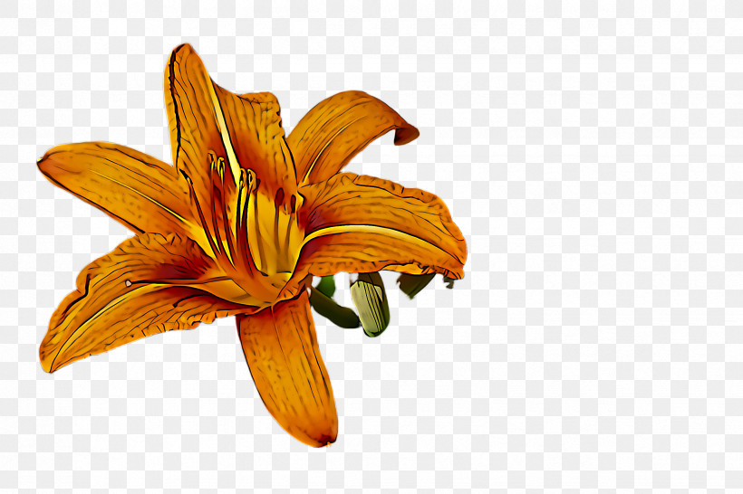 Orange, PNG, 2448x1632px, Lily, Amaryllis Belladonna, Daylily, Flower, Orange Download Free