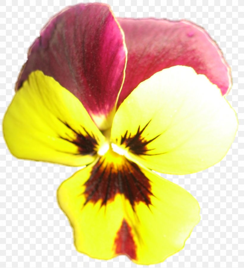 Pansy Close-up, PNG, 1592x1751px, Pansy, Closeup, Flower, Flowering Plant, Magenta Download Free
