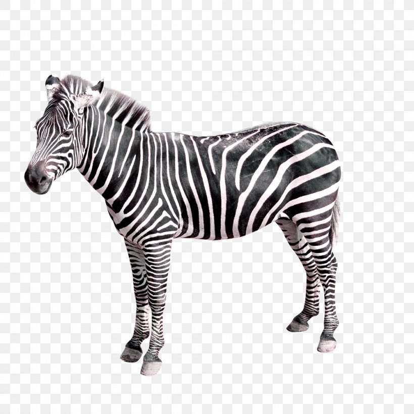 Zebra, PNG, 1000x1000px, Zebra, Abstraction, Black, Black And White, Creativity Download Free