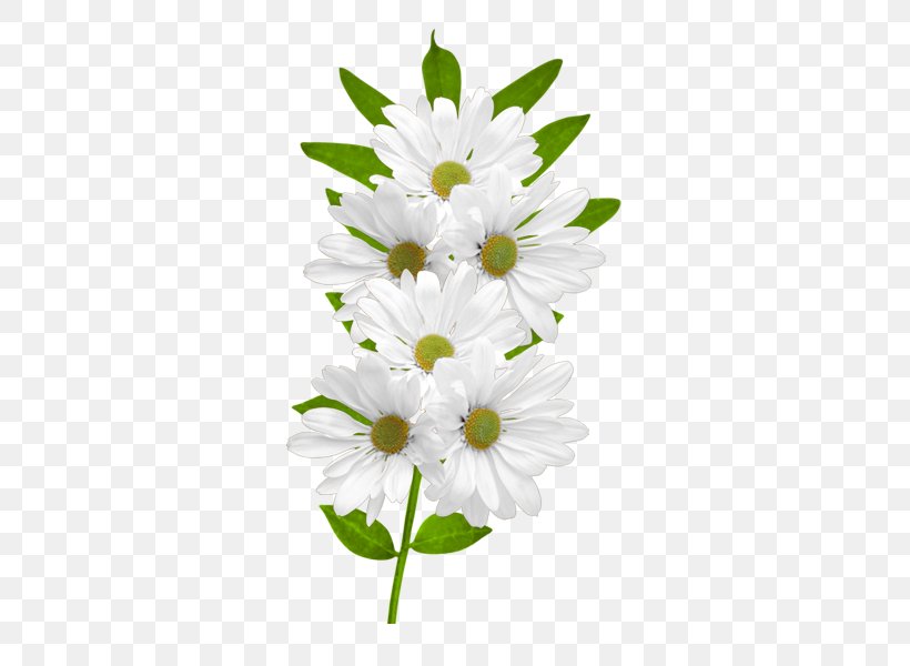 Flower Common Daisy Clip Art, PNG, 600x600px, Flower, Chrysanths, Color, Common Daisy, Cut Flowers Download Free