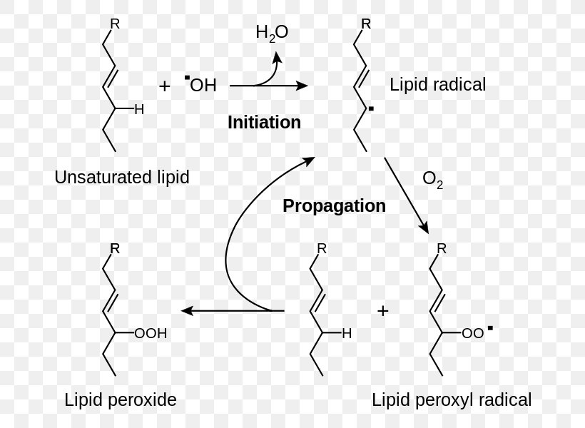 Lipid Peroxidation Rancidification Redox Radical, PNG, 711x600px, Lipid Peroxidation, Area, Beta Oxidation, Black And White, Breathing Download Free