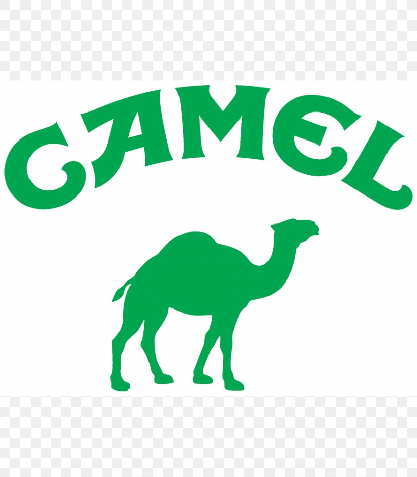 Mammal Carnivora Formula 1 Camel Horse, PNG, 875x1000px, Mammal, Animal, Animal Figure, Area, Ayrton Senna Download Free