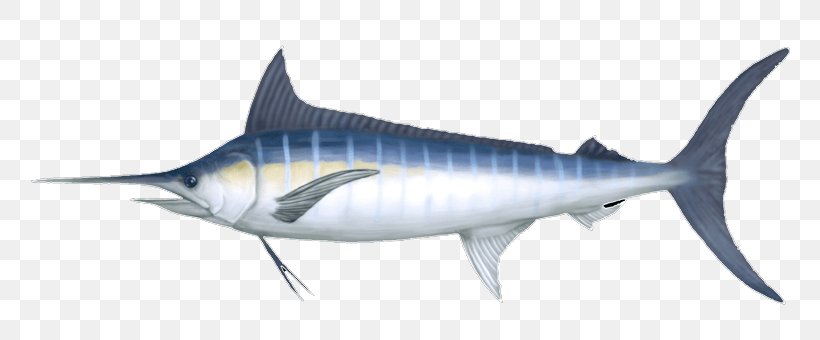 Swordfish Marlin Fishing Shark, PNG, 800x340px, Swordfish, Albacore, Billfish, Bony Fish, Carcharhiniformes Download Free