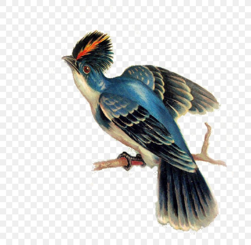 Beak Coraciiformes Fauna Feather, PNG, 720x800px, Beak, Bird, Coraciiformes, Fauna, Feather Download Free