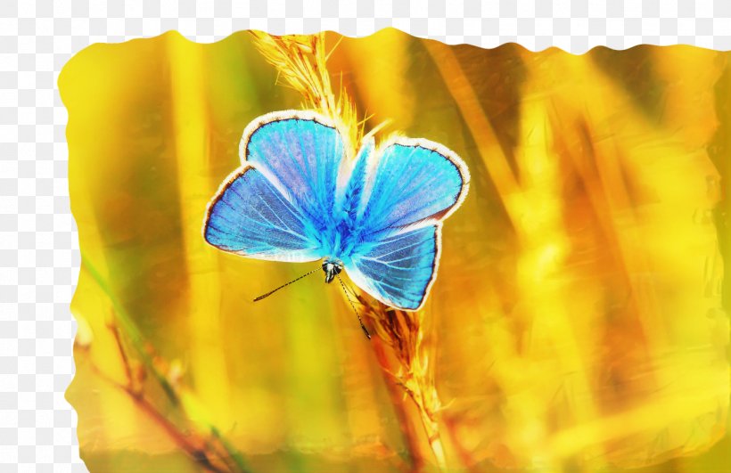 Love Unity Of Palm Harbor, FL Butterfly Getting Naked With Nate Image, PNG, 1331x863px, Love, Apple, Arthropod, Azure, Brushfooted Butterfly Download Free
