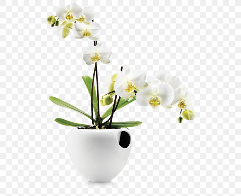 Orchids Plant Flowerpot Watering Cans, PNG, 512x667px, Orchids, Amazoncom, Artek, Artificial Flower, Branch Download Free