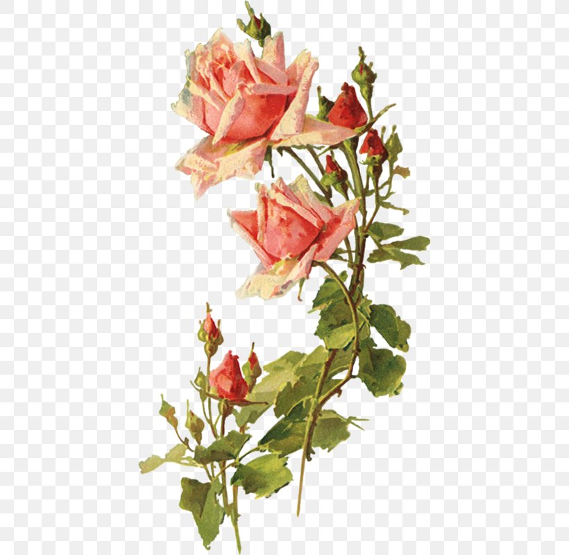 Garden Roses Clip Art Flower Decoupage, PNG, 421x800px, Rose, Art, Cut Flowers, Decoupage, Drawing Download Free