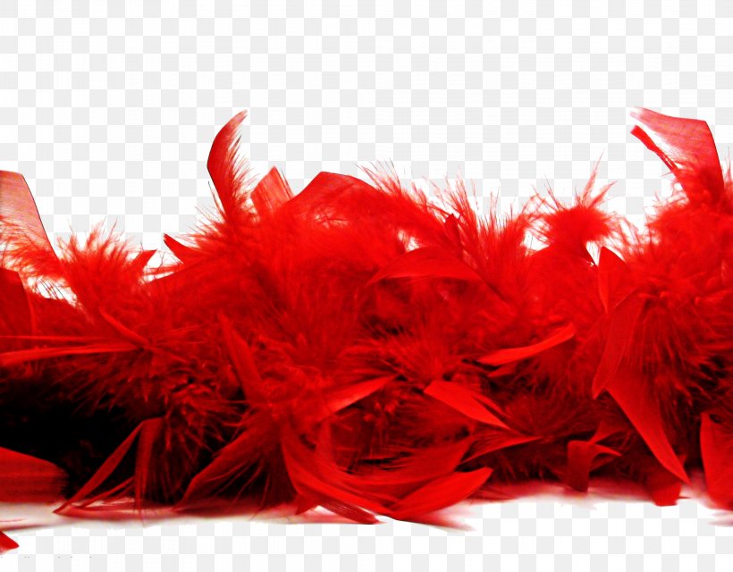 Bird Feather Boa Red Euclidean Vector, PNG, 1965x1536px, Bird, Blue, Feather, Feather Boa, Peafowl Download Free