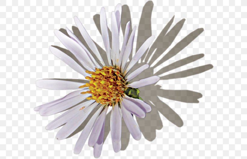 Cut Flowers Red White Yellow, PNG, 600x529px, Flower, Alpine Aster, Annual Plant, Argyranthemum, Aster Download Free