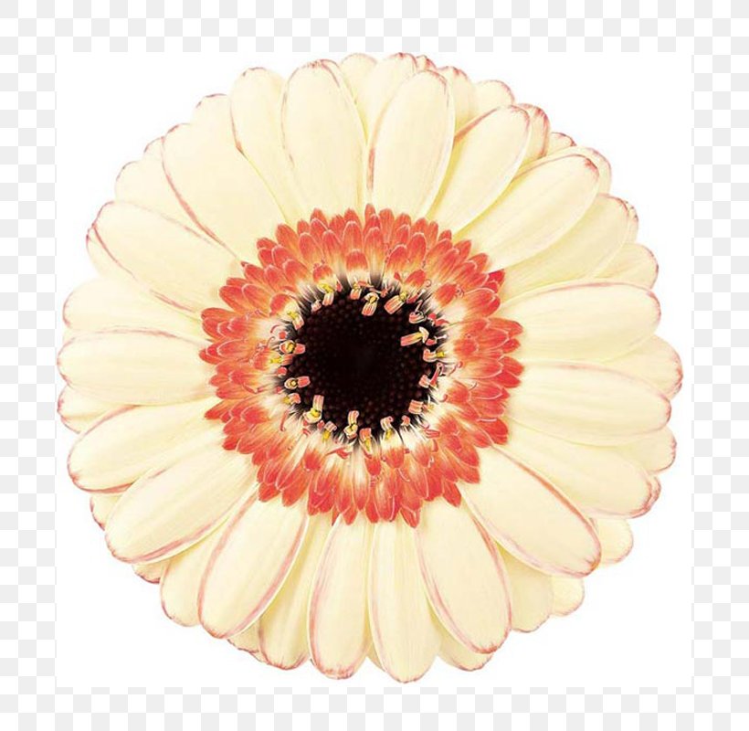 Transvaal Daisy Graphic Design, PNG, 800x800px, Transvaal Daisy, Art, Asterales, Color, Corel Download Free